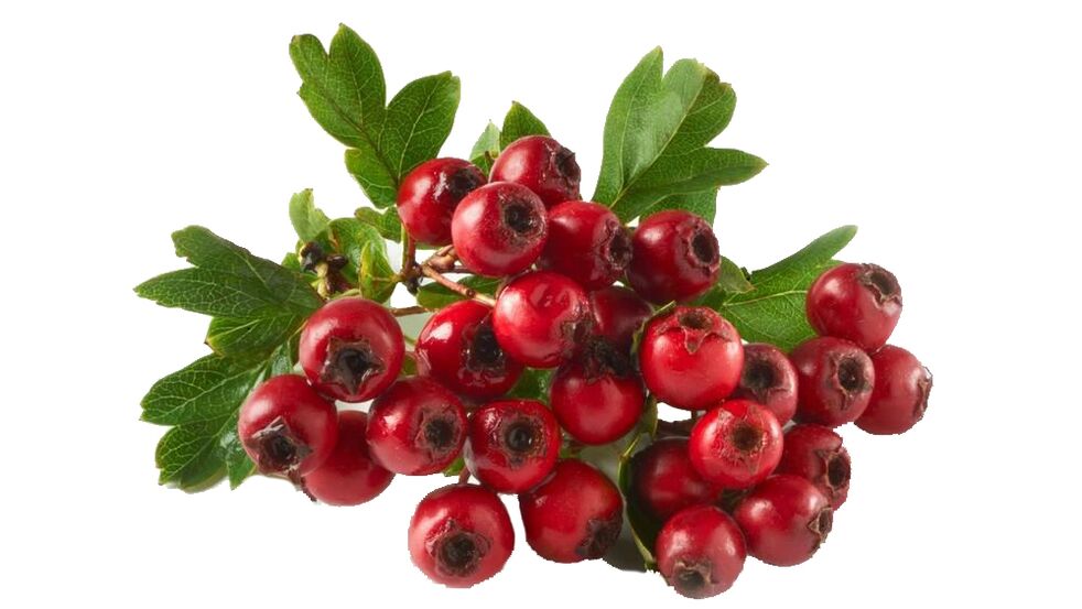 Tonerin'de Hawthorn